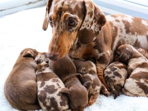 Sossy & Pups