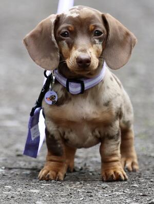 A puppy from our last dachshund litter