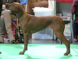 Nahla at Crufts 2017
