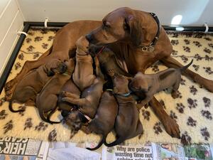 Mwanzo Queen Litter