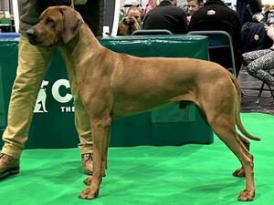 Kion at Crufts 2024