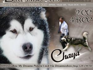 chaya