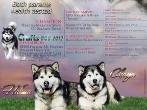 Chaya & Hakum litter pedigree