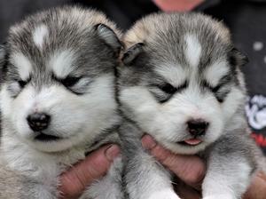 Girl pups 13 days old