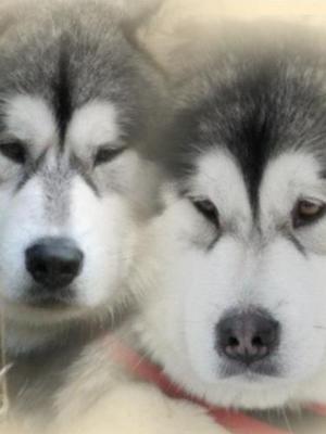 Chaya & Cochise