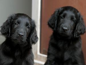 Two bitch pups