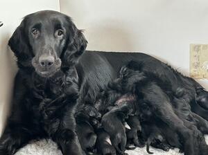 AJ with her newborns