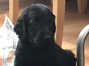 Male puppy from a previous litter