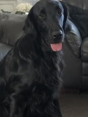 AVA