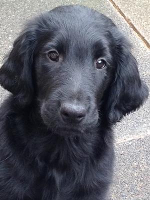 AVA at 12 weeks
