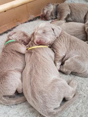 PUPPIES