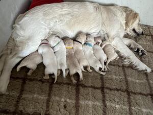 Frankie's current litter