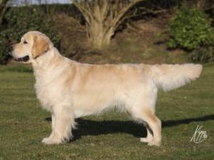 Rupert - Sire