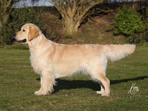 Rupert - Sire