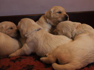 Some of Heather's Litter
