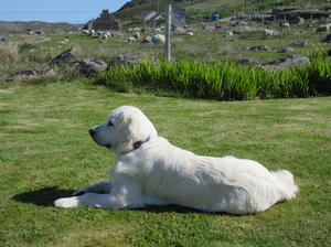 Heather aged 1 year