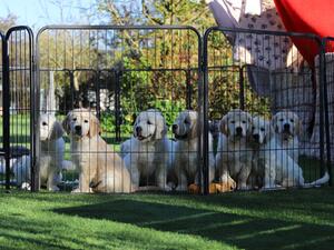 Previous litter to same parents.