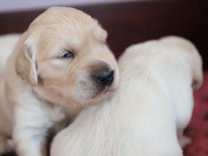 Siblings make the best Chin Rests! (this litter)