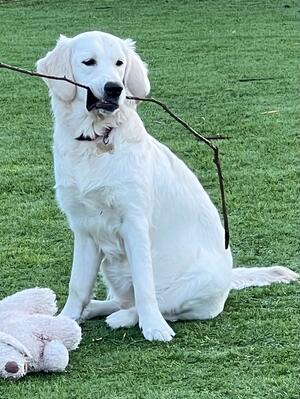Frankie Looking for Mischief - at Eight Months