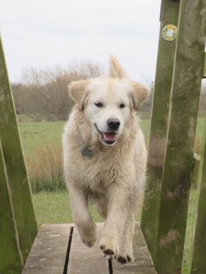 Rosie Aged 9 Months