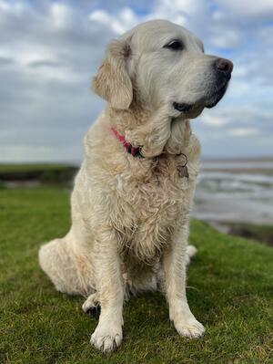 Rosie where she loves to be!