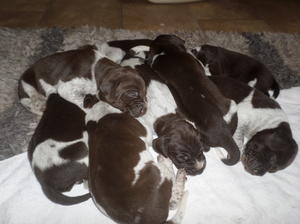 puppies at 13 days old