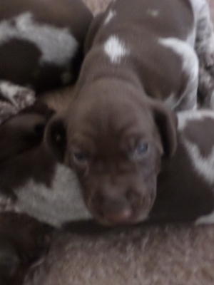 puppies