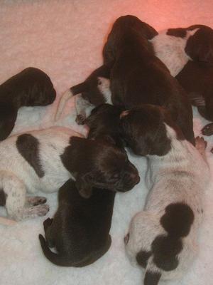  puppies from last litter by Troy