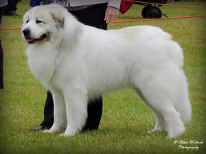 Penellcy Gaurd of honour