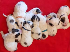 new born puppys
