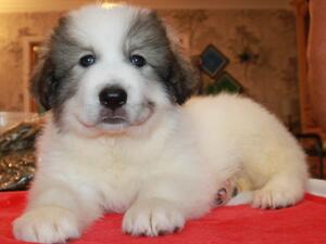 Boy - 8 weeks old