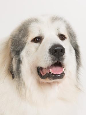 Our boy Buster 4 years old