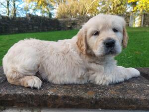 Soonie aged 6 weeks - 31.10.2021