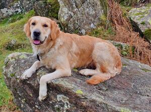 Soonie in Lake District - February 2024