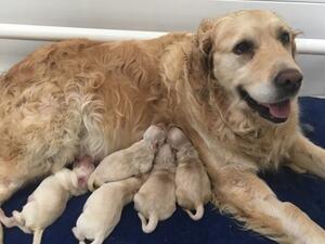 Winnie with puppies on their 2nd day of life