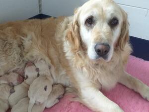 Hebe with puppies the day they were born