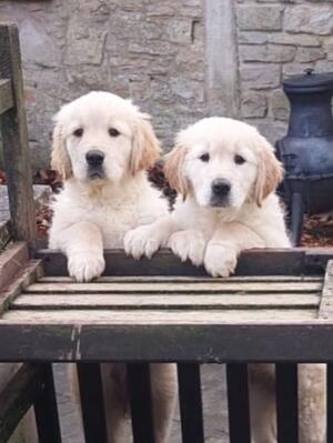 Violet and Soonie - November 2021