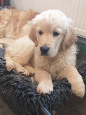 Violet aged 11 weeks - December 2021