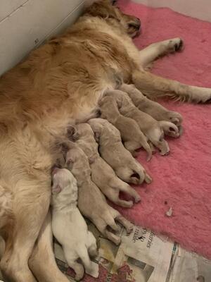 Violet with her puppies aged 2 days