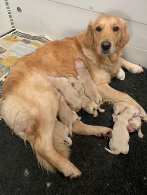 Violet with her puppies on the day they were born
