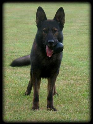 YIMMY AT 5.5.YRS