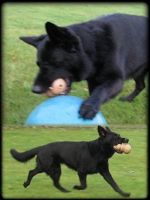 FERNANDO PLAYING