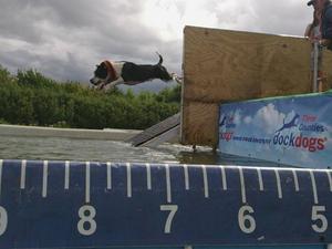 Dock dogs jumping