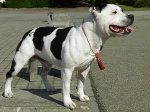 Bel CH Fairlenium's Snow Patrol JW ShCM.CAC,BOB