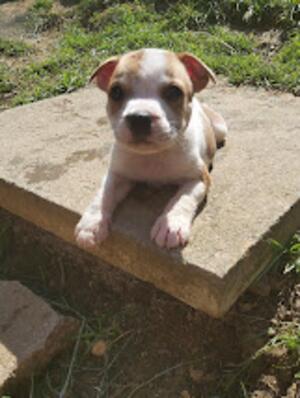 Female pup