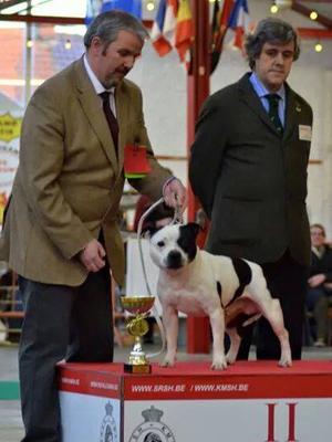 Bel CH Fairlenium's Snow Patrol JW ShCM CACIB BoB