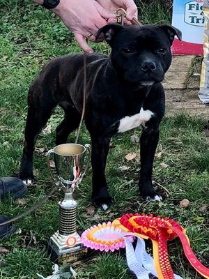Best Puppy in Show
