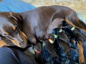 Newborn litter