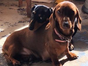Pedigree Kc Registered Miniature Smooth Haired Dachshund Puppies