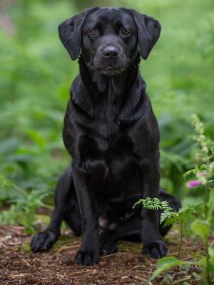 Edie (Ebony Edith of Hollygill)
